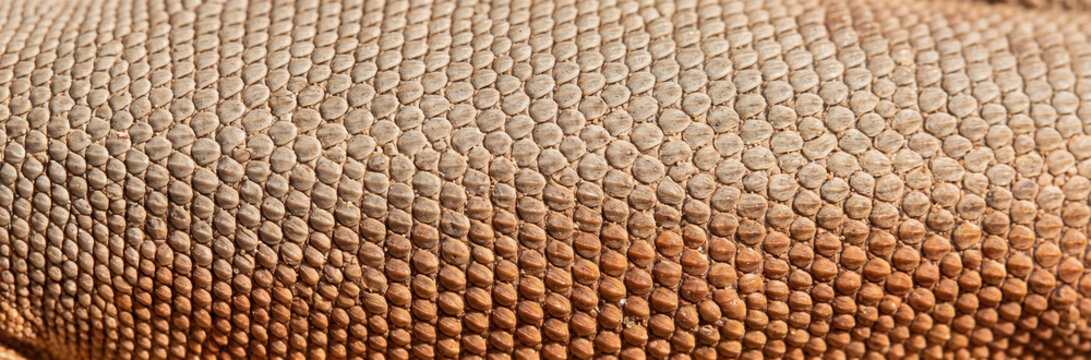 Extreme Macro Background Texture of Desert Iguana Scales