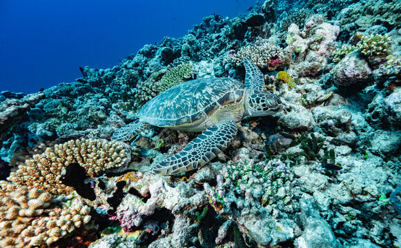 Green sea turtle resting on a vibrant coral reef
