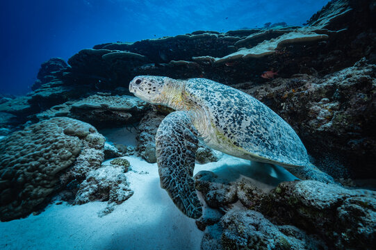 Green sea turtle resting on the sandy seabed