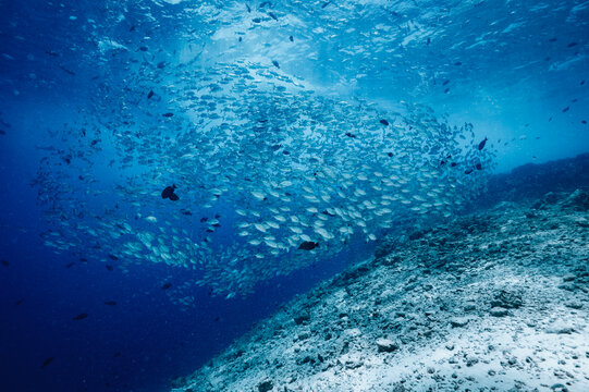 Massive school of fish swims in deep blue ocean