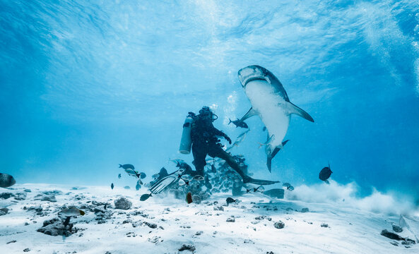 Scuba diver has a close encounter with tiger shark