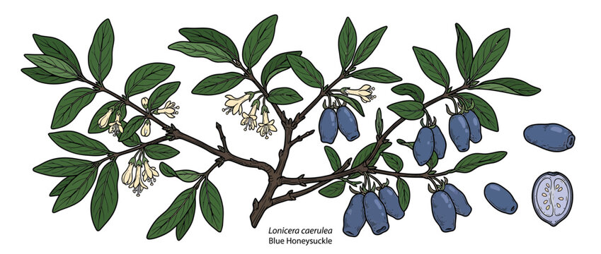 Botanical illustration of blue honeysuckle branch with berries