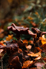 mushrooms in autumn forest. autumn time. fall season © byJan