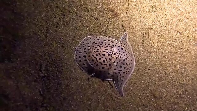 Euselenops luniceps @ Dauin, The Philippines