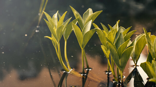 Mystical moody natural background featuring aquatic green plants growing out of dark, reflective water, dreamlike cinematic atmosphere, copy space.