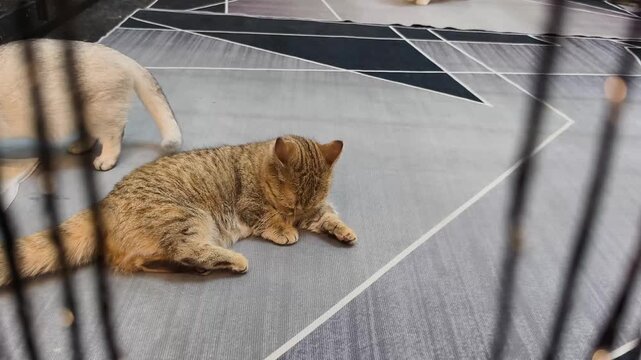 High-quality video footage. A cute tabby kitten resting comfortably on a patterned rug indoors and gently grooming its paw inside a cage enclosure