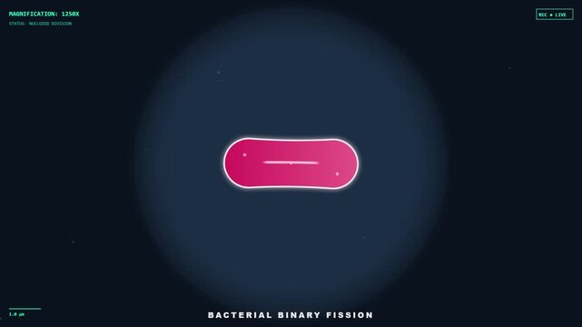 Scientific animation of bacterial binary fission cell division