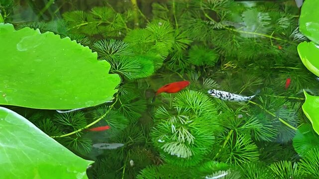 red swordtail fish swims in a pond