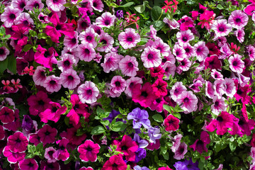 Obraz premium Vibrant display of petunia flowers in various shades of pink, purple, and white, creating a colorful floral background in a garden setting