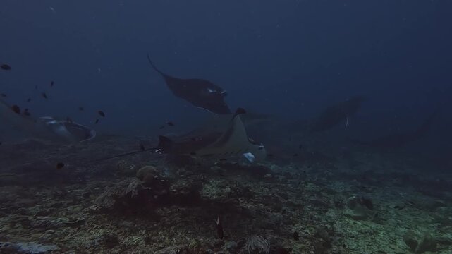 Manta rays everywhere @ Komodo Island, Indonesia