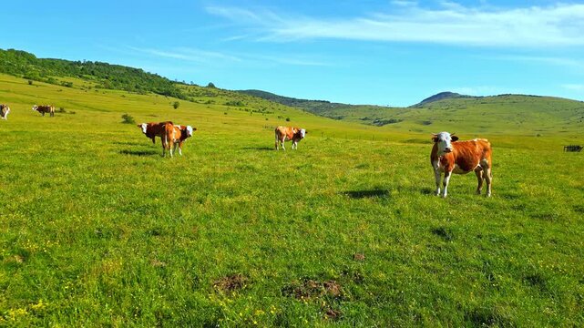 Domestic cattle graze on a lush green meadow under a clear blue sky, rolling hills in the background, embodying tranquility in a serene agricultural setting.