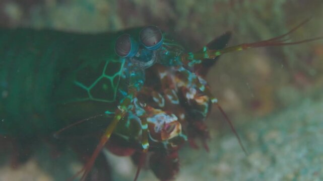 Peacock Mantis Shrimp @ Donsol, The Philippines