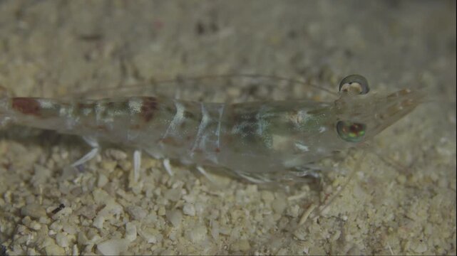 Penaeidae Shrimp @ Leyte, The Philippines
