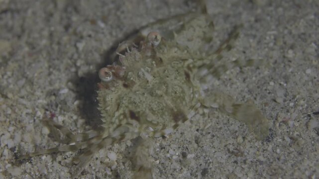 Pitho crab @ Leyte, The Philippines
