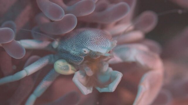 Porcelain Crab @ Bohol, The Philippines