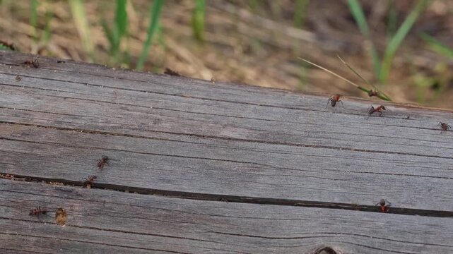 Multiple red forest ants crawling on an old wooden surface with soft blurred green background.
