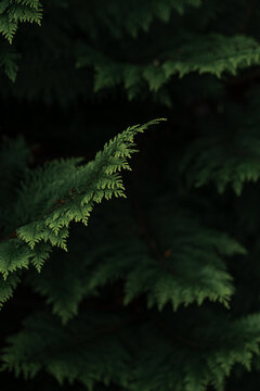 close-up of a conifers in the background