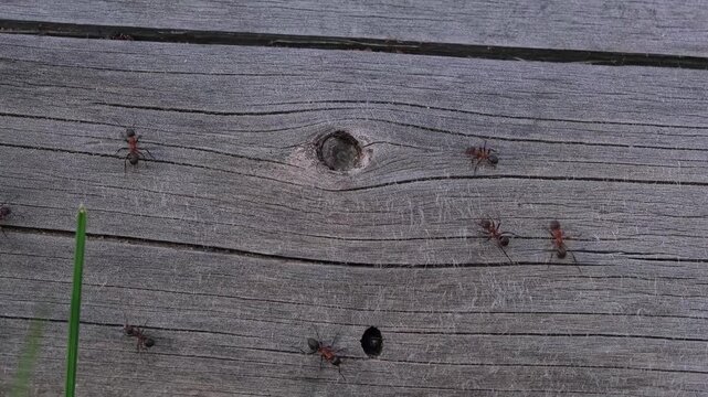 Group red ants crawling across textured old wooden log in natural sunlight, outdoor macro.