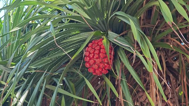 A tropical Pandan fruit or Pandanus Hala fruit.