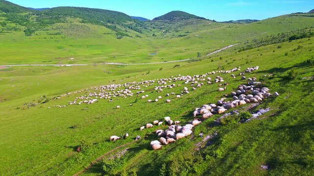 A sweeping aerial shot captures a vast green meadow, where a large herd of sheep grazes peacefully. The scene showcases the essence of pastoral agriculture, with white sheep dotting.