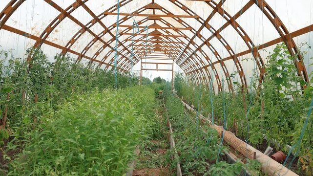 Spacious wooden-frame greenhouse filled with dense rows of tomato plants, raised beds, support strings, and a central growing aisle beneath translucent covering