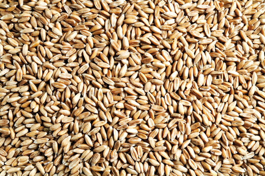 Spelt, close-up