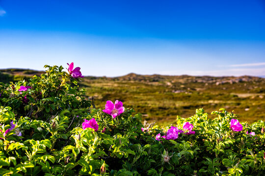A pink wild rose blooms in the dune landscape of Sylt on a sunny day