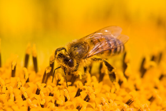 Bumble bee (Bombus fervidus) on sunflower, close-up