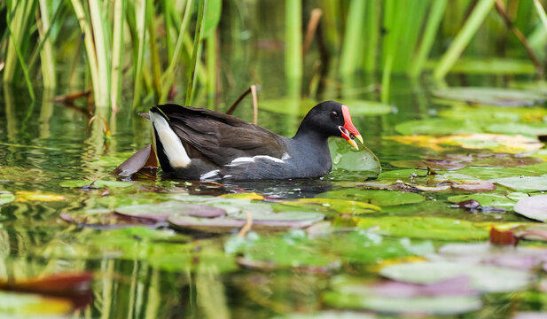 The moorhen in the lotus leaves successfully caught its prey and is holding it in its mouth, ready to swallow.