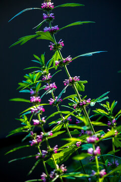 Sunlight illuminates a purple Siberian motherwort on a balcony