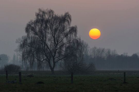 Germany, North Rhine-Westphalia, Luebbecke, landscape with bare tree at Hiller Moor by sunset