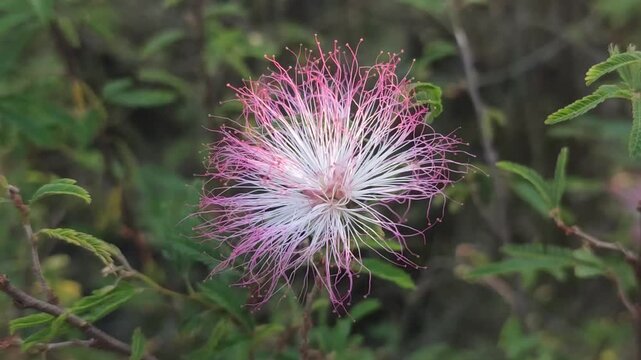 Calliandra eriophylla Pink Fairy Duster Flower With Soft Filaments And Vibrant Garden Beauty