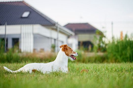 Jack Russell dog resting and panting on grass near residential house