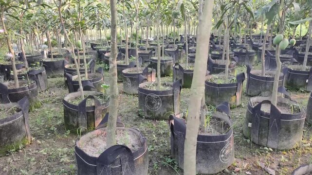 Mangifera indica Young Mango Trees Growing In Fabric Bags At A Nursery For Cultivation And Planting