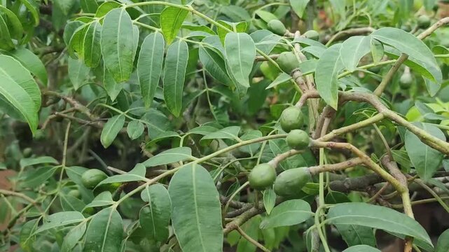 Spondias dulcis Ambarella Fruit With Green Unripe Fruits Growing On Branches Among Tropical Foliage