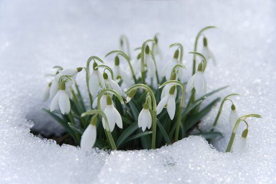 Snowdrops blooming through snow in Bavaria, Germany