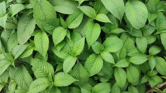 Strobilanthes crispa Pokok Pecah Kaca Plant With Fresh Green Leaves And Dense Natural Foliage