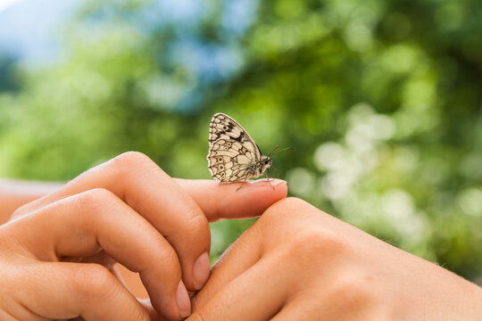 Butterfly on woman's hand