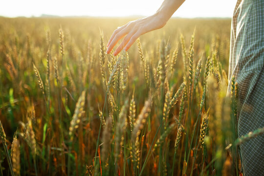 Woman in vintage dress touches wheat in a field at dawn