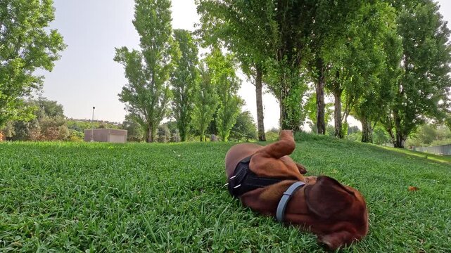 Dachshund dog rubbing its back on green grass after finding an interesting scent. Natural instinctive behavior, rolling and twisting on the ground, enjoying the smell
