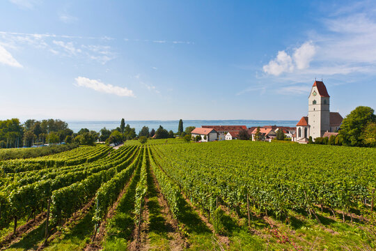 Scenic view of lush vineyards in Hagnau, Baden-Wurttemberg, Germany