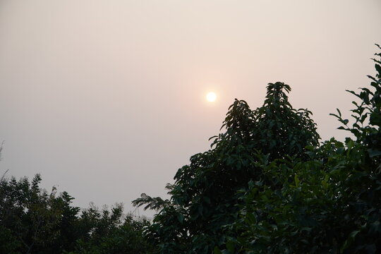 Soft dawn sun glows through hazy sky. Silhouetted trees frame the gentle light. Mist softens edges of nature's quiet beauty. Peaceful moment evokes calm, stillness, or quiet reflection