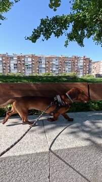 A cute brown dachshund on a leash with harness walking along a stone bench in a sunny city green park with buildings and trees in the background. Vertical video.