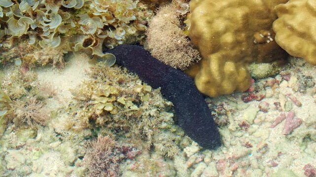  Black Sea Cucumber Resting Among Reef Organisms