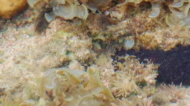 Benthic Invertebrate Crawling Across a Shallow Seafloor