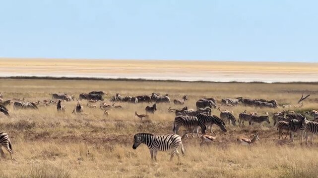 Herds of Plains Zebras and Springbok Roam The Grassland Near Etosha Pan, Namibia