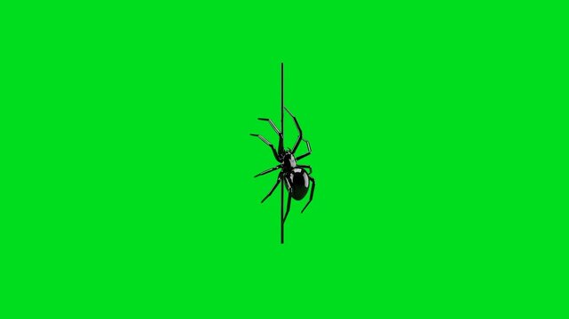 A shiny black spider crawling down a vertical silk thread on green screen