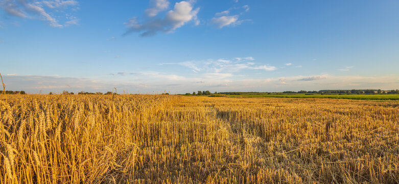 Golden wheat field stretches wide under clear blue sky