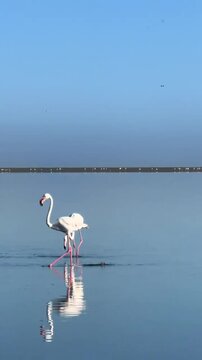 Flock Of Greater Flamingos Standing In Calm Blue Water With Clear Symmetrical Reflections
