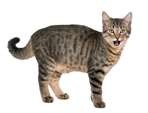 Mixed-breed cat, Felis catus, 6 months old, standing in front of white background